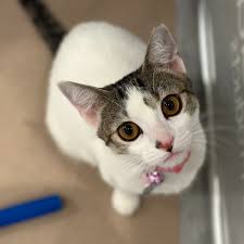 North Shore Animal League America