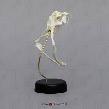 It is an ambush predator, waiting for its prey to approach before striking. Gaboon Viper Skull Bone Clones Inc Osteological Reproductions