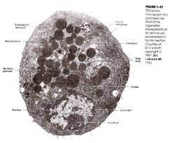 1.4 can you distinguish features of the cells in fig. Animal Cell Organelles Sauna Design
