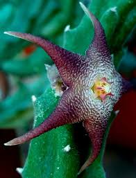 Image result for Glossostelma spathulatum