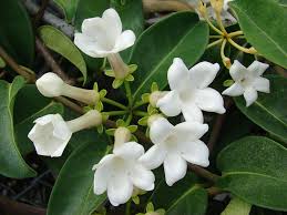 Pin On Flowers