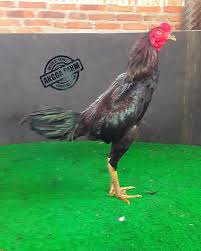Ayam Aduan Magon Anak Pacek Impor Untuk Detail Dan Video Bisa Wa 081252217262 Criacao De Galinha Voce E Especial