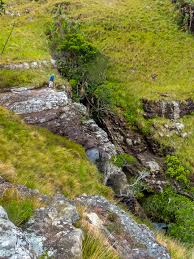 Image result for Basananthe sandersonii