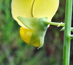 Image result for Crotalaria reptans