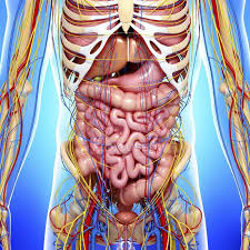 Anatomy rib cage organs illustrations & vectors. Internal Organs Circulatory And Nervous Systems Ribcage Adult Stock Photo 160226430