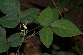 Image result for Neonotonia wightii