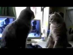 Diese zwei stubentiger haben trotz einiger lustiger meinungsverschiedenheiten einen haben sie nicht auch hin und wieder backe, backe kuchen gespielt? Zwei Katzen Singen Backe Backe Kuchen Kinderlied Deutscher Youtube