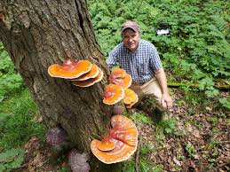Image result for Ganoderma tsugae