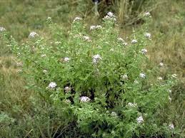 Image result for Chromolaena odorata