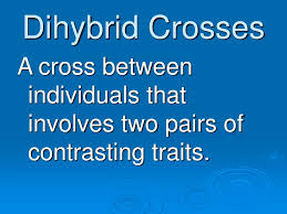Cross a male heterozygous for dimples and tongue rolling ability with a female of the same genotype. Ppt Genetic Crosses Powerpoint Presentation Free Download Id 4145081