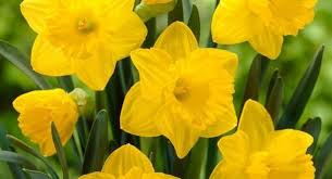 In questo articolo troverai delle fantastiche immagini di buon compleanno con fiori! Fiori Di Stagione Cosa Fiorisce In Primavera Homegate Ch