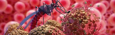 Image result for Malaria