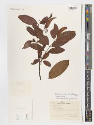 Image result for Psorospermum febrifugum