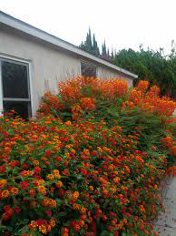 Lantana Camara With Caesalpinia Pulcherrina Drought Tolerant Landscape Lantana Camara South Texas Landscaping