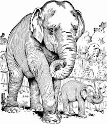 Just print them out in seconds and you're all set! Elephant Coloring Pages For Adults Best Coloring Pages For Kids