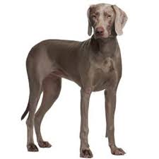 Image result for výmarský krátkosrstý ohař