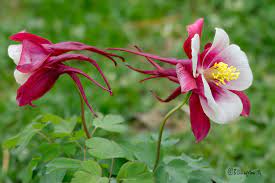 Pin On Flowers