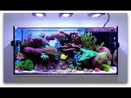 schwings reef tank 4k 2020 full tank coral macros powered by ecotechmarine youtube reef tank nano reef tank aquarium fish tank