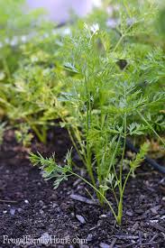 Where to plant carrots in the garden. How To Grow Carrots A Backyard Gardening Guide Frugal Family Home