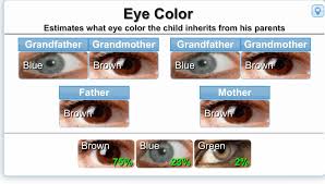 Eye color primarily depends on the amount of pigment called melanin which is contained in the iris. Genetics Calculator For Eye Color Etc The Bump