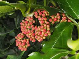 Image result for Leea guineensis