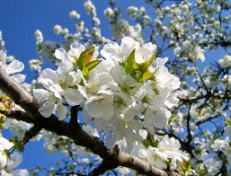 We came across some of the latest varieties of cherry trees, namely minnie royal and royal lee cherry we'd like to know if anyone in socal has had success in growing cherry trees to fruit? Cherry Blossoms Fruit Tree White Flower Free Pictures Free Photos Free Image From Needpix Com