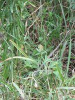 Image result for Crotalaria vasculosa