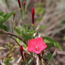 Image result for Ipomoea dichroa