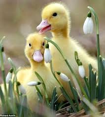 Britannia Pr On Twitter Baby Animals Animals Cute Animals