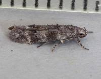 Image result for Exoteleia dodecella