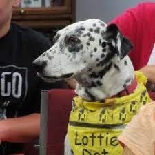 Pin On Dogs