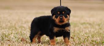 The rottweiler nearly went extinct in the 1800's, but today it has come back in popularity and is used as a police dog, guard dog, herd dog, and tracker. Miniature Rottweilers Mississippi Rottweilers