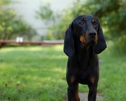 Black And Tan Coonhound Australian Shepherd Mix Pin On H Black And Tan Coonhound
