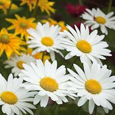 Find reviews, ratings, directions, business hours, contact information and book online appointment. Leucanthemum X Superbum Becky White Flower Farm