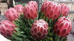 Pin On Proteas
