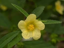 Image result for Sida ovata