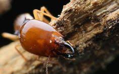 Miami beach fl exterminator, pest control & termite inspector. 36 Scientific Fact Or Scientific Fake Ideas Orkin This Or That Questions Scientific