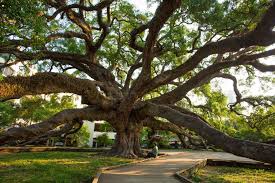 Hours may change under current circumstances City Of Jacksonville Coj On Twitter Beautiful Treaty Oak Has A History Just As Interesting As The Tree Itself Learn About It Here Https T Co Tbfzjcoxue Arborday Ilovejax Https T Co Ajfo2udv0j