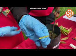 Sep 05, 2017 · cantuman mata tunas durian 1. Grafting Technique Cantuman Mata Tunas Durian Youtube