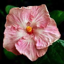 Check spelling or type a new query. 10 Dinnerplate Hibiscus Pink Sugar Perennial Flower Seed Easy To Grow Huge 10 12 Inch Flowers Buy Online In Grenada At Grenada Desertcart Com Productid 12713957
