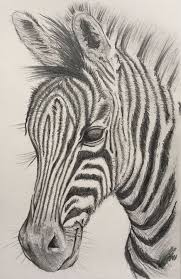 Zebra Art Print By Cameron Hallenbeck X Small Zebra Art Animal Drawings Sketches Zebra Drawing