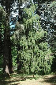 Image result for Juniperus