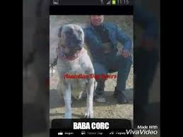 Turkiye Nin Efsane Kopekleri Youtube