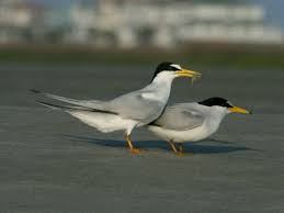 Black Bird With Orange Belly Michigan Least Tern Bird Life List Sea Birds List Of Birds