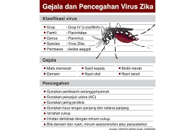 Faktor nyamuk aedes membawa penyakit dbd adalah diakibatkan oleh virus dengue yang dibawa oleh nyamuk ini. Orang Indonesia Belum Terinfeksi Virus Zika