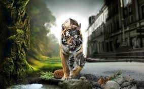 مجموعة من خلفيات و صور النمور 2019 Wallpaper Tiger Hd داونلود