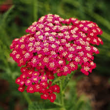 Image result for Achillea millefolium