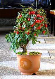 11 Chili Bonsai Ideas Bonsai Bonsai Plants Bonsai Tree