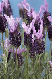 Lavender Pictures National Garden Bureau Spanish Lavender Lavender Varieties Cottage Garden Plants