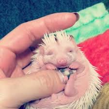 Discover them and find what you need now! House Of Exotic Pets Home Facebook